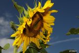 058 girasole controtendenza.JPG
